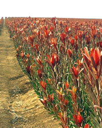 protea