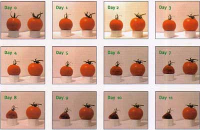 tomatoes